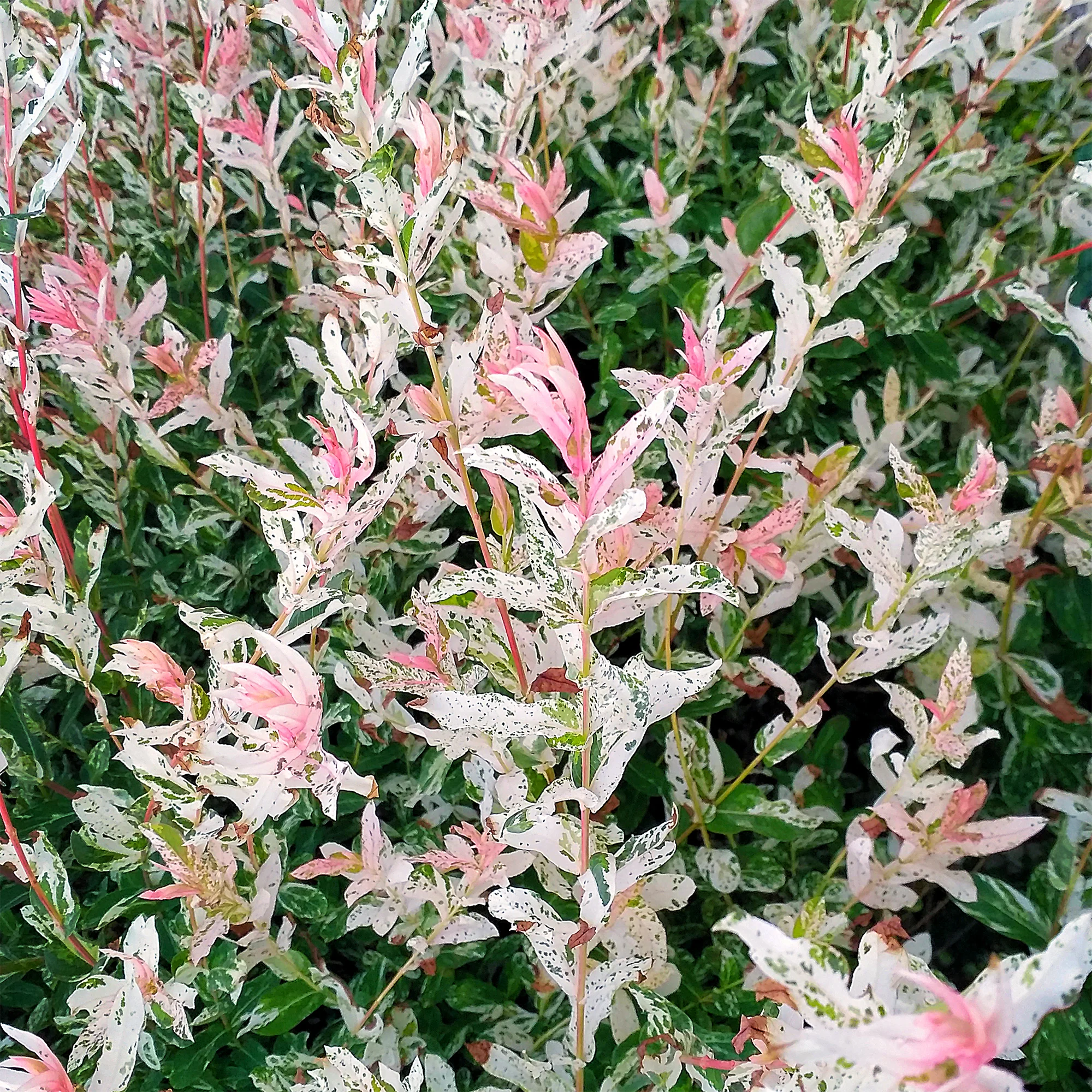 Miniature 1